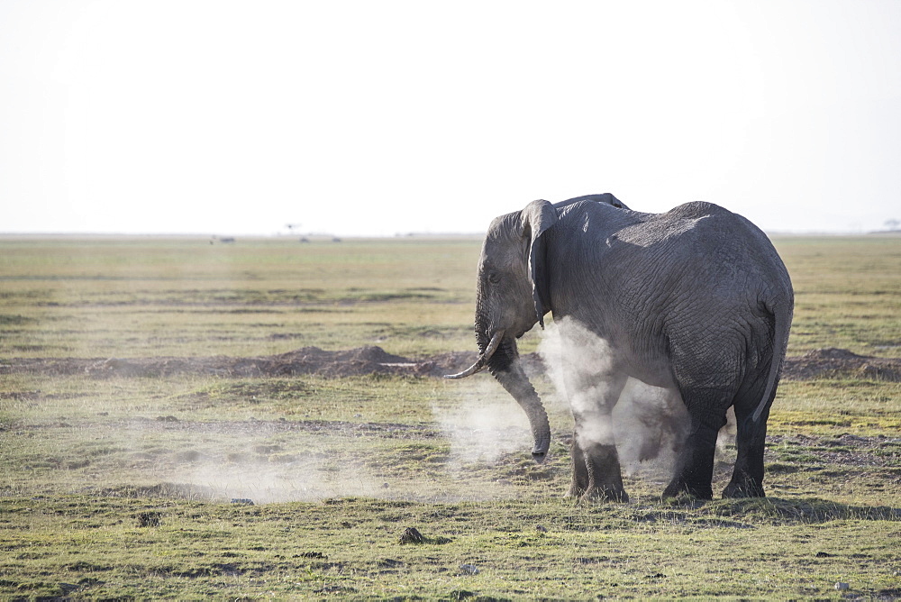 Elephant spraying dust on itself in Amboseli National Park, Kenya, East Africa, Africa