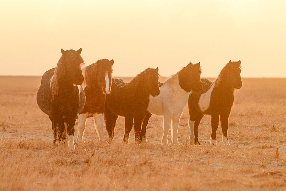 Icelandic horses in early morning light, Iceland, Polar Regions