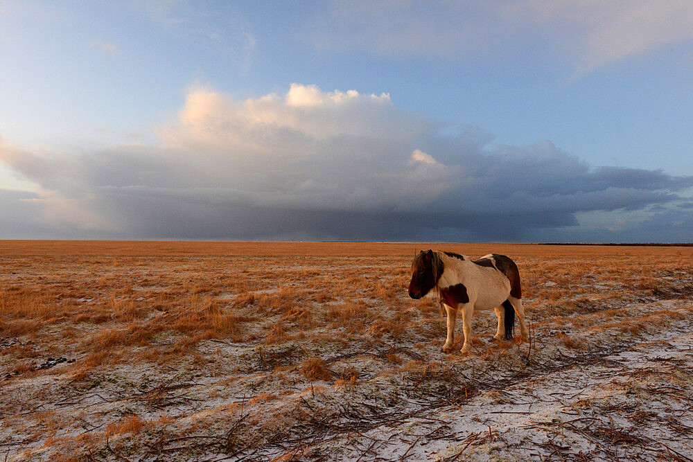 Icelandic horse in early morning light, Iceland, Polar Regions