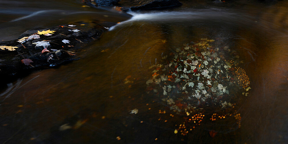 Maple leaves in waterfall, Maine, New England, United States of America, North America