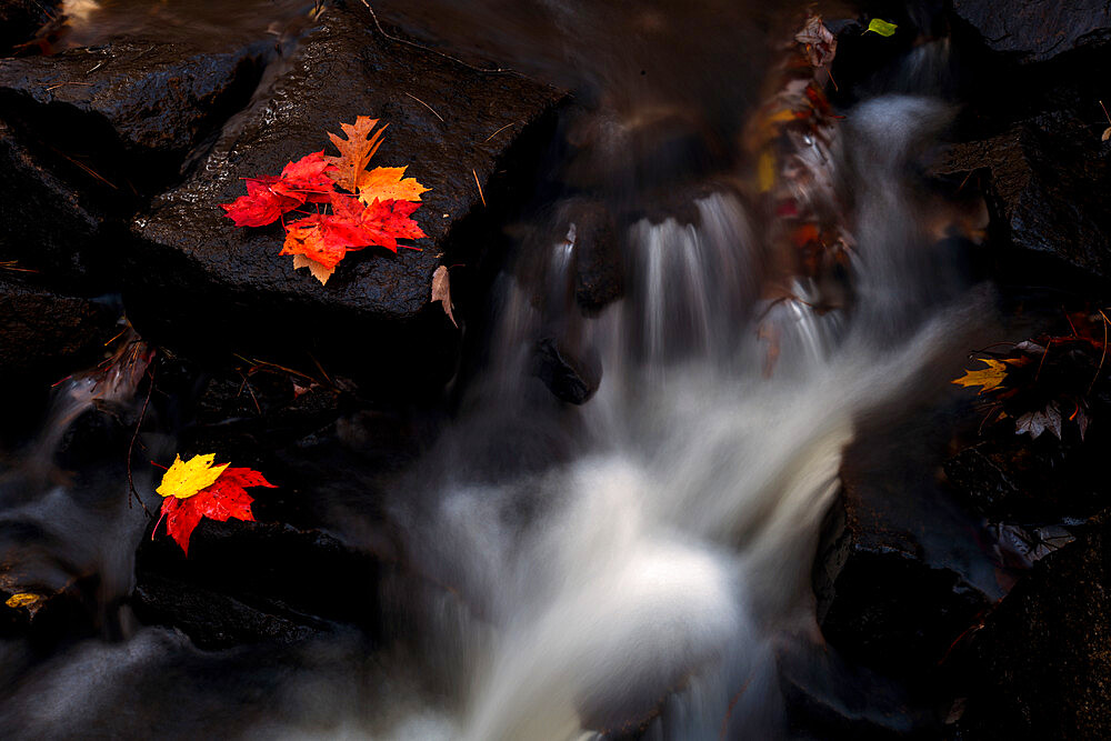 Maple leaves in waterfall, Maine, New England, United States of America, North America