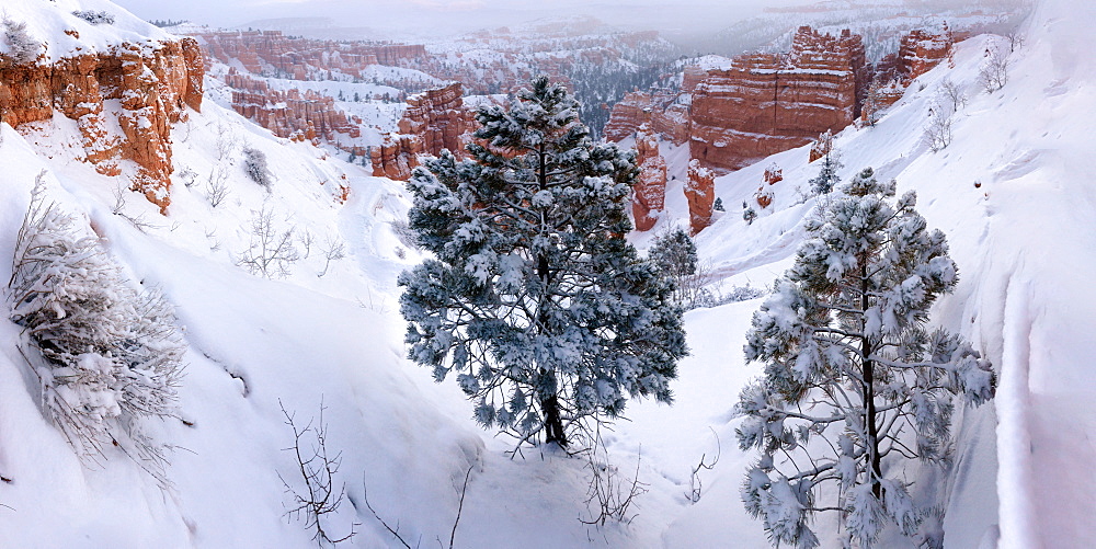 Bryce Canyon from Sunset Point, Bryce Canyon National Park, Utah, United States of America, North America