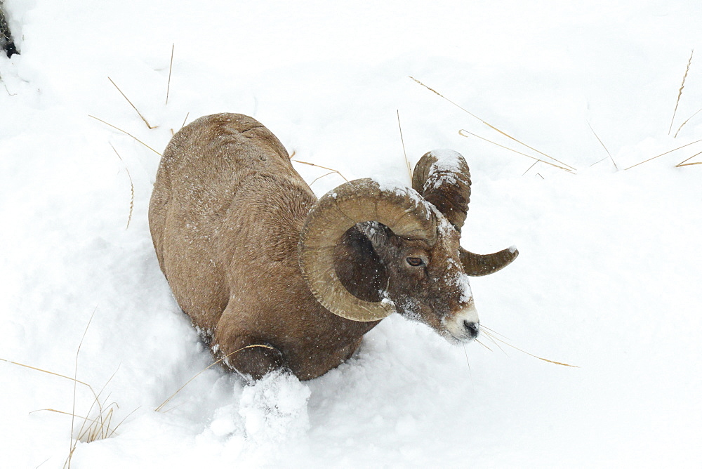 Male big horn sheep in snow, Lamar Valley, Montana, United States of America, North America