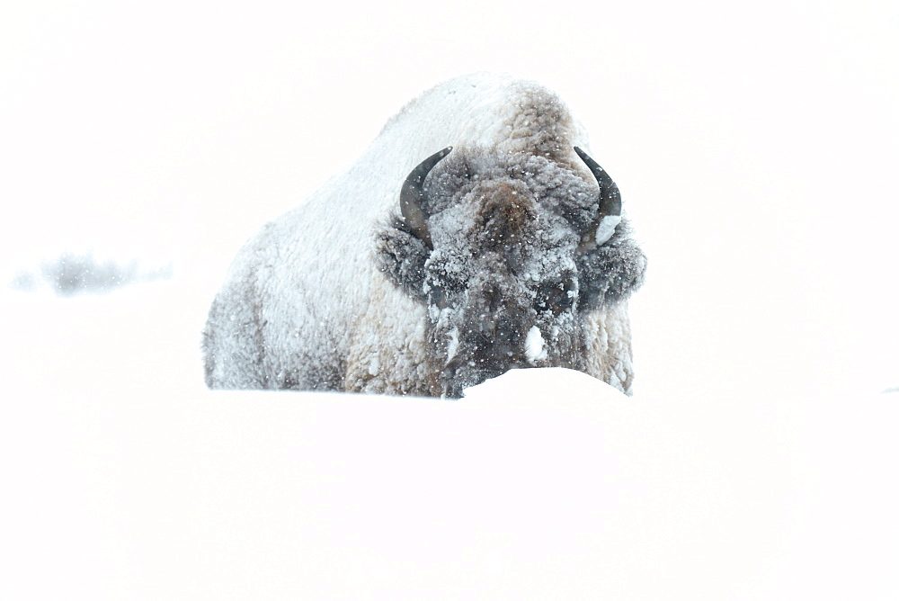 Bisons in snow, Lamar Valley, Montana, United States of America, North America