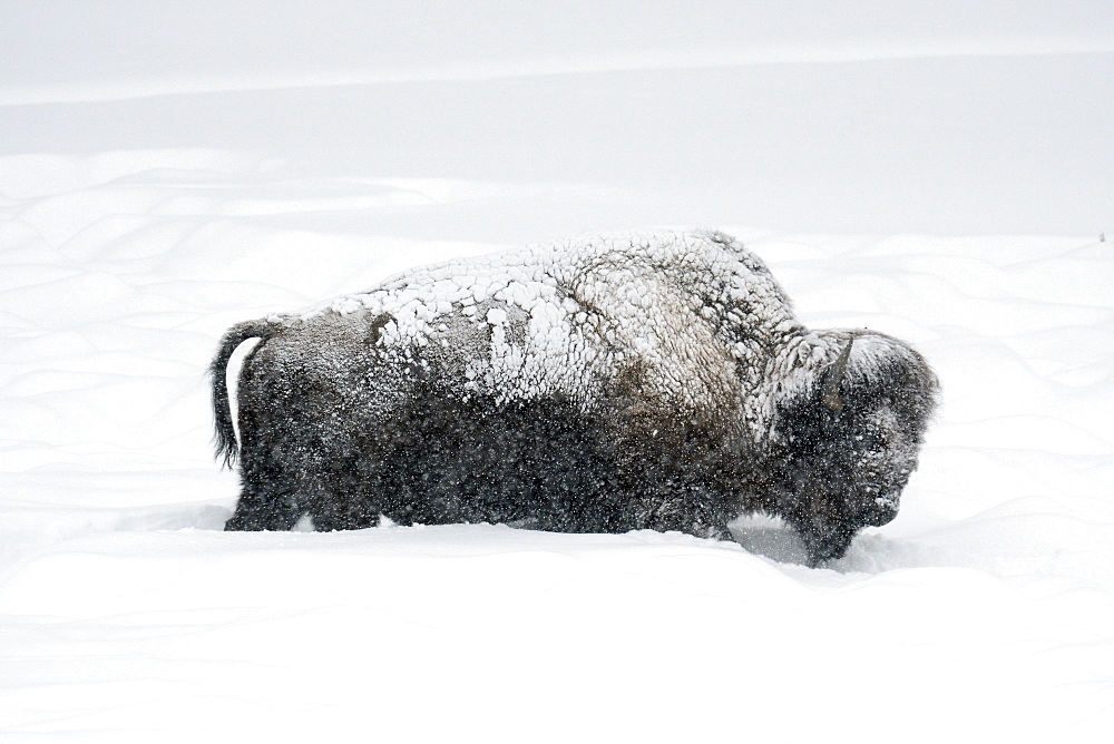 Bisons in snow, Lamar Valley, Montana, United States of America, North America