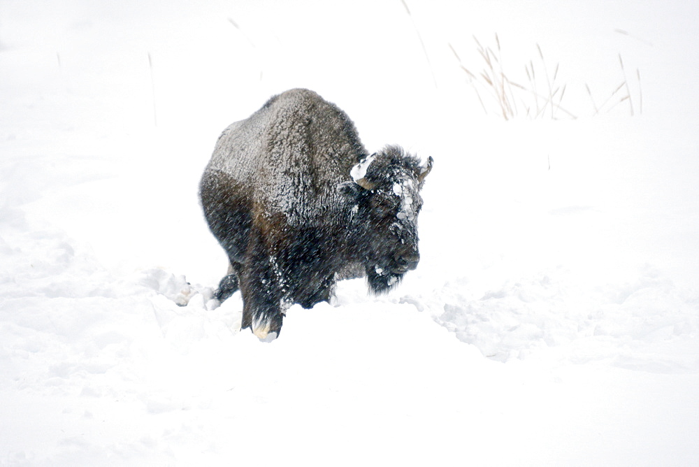 Bisons in snow, Lamar Valley, Montana, United States of America, North America