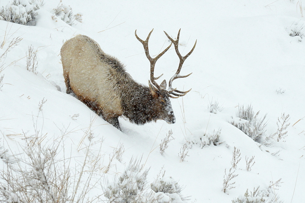 Male Elk in snow, Montana, United States of America, North America