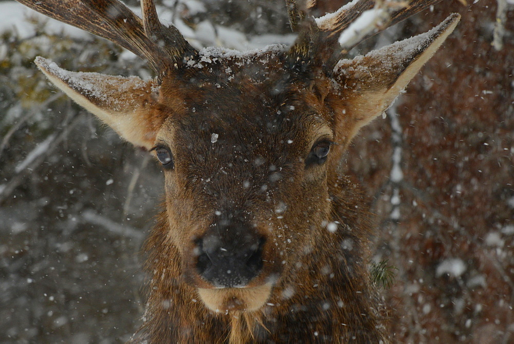 Male Elk in snow, Montana, United States of America, North America