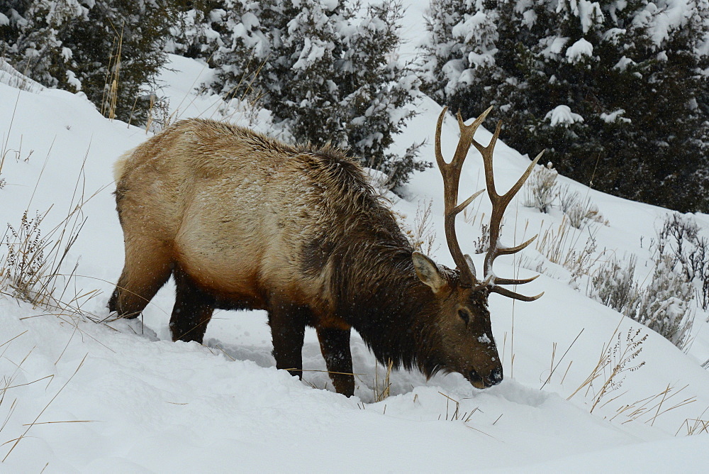 Male Elk in snow, Montana, United States of America, North America