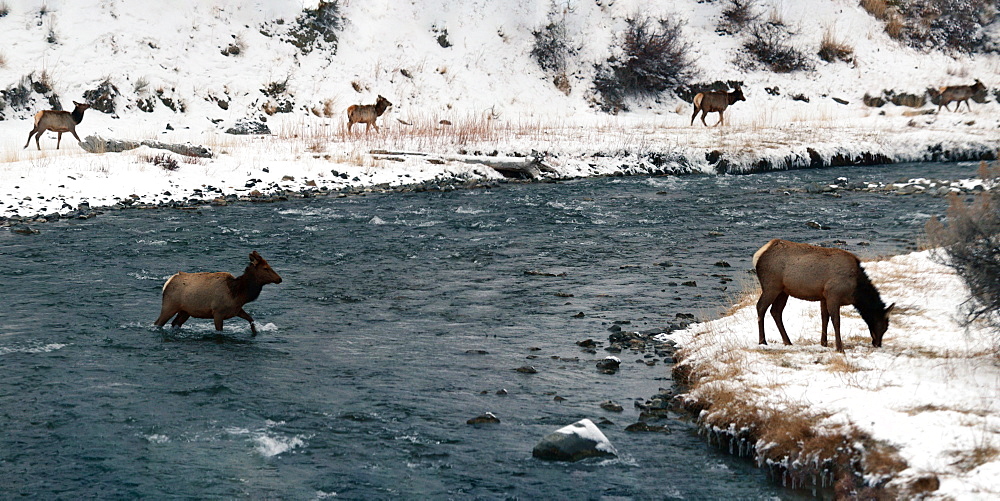 Female elks in snow, Montana, United States of America, North America