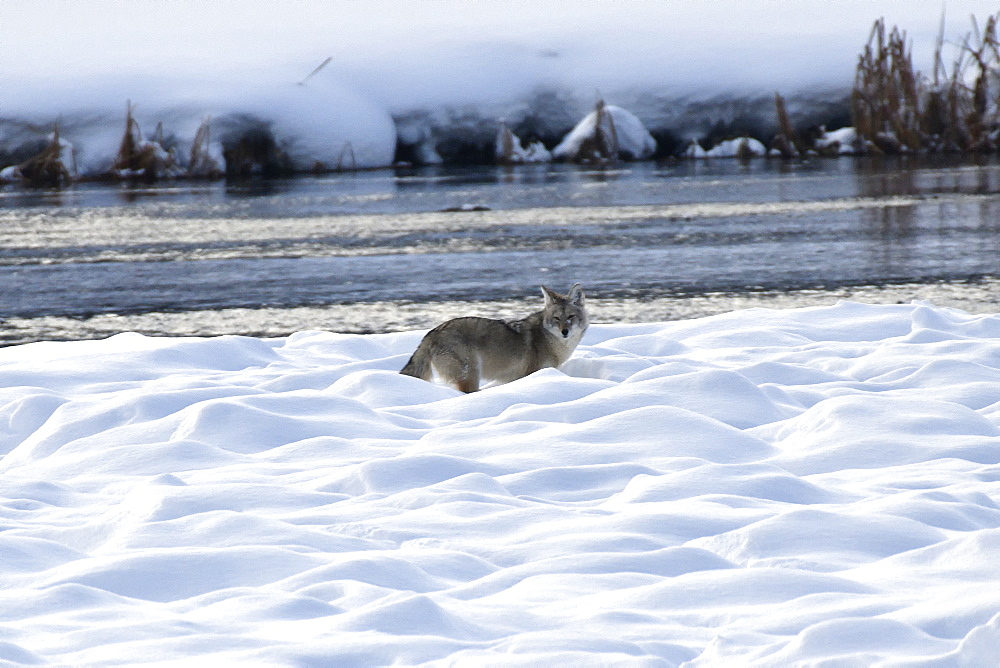 Coyote, Montana, United States of America, North America