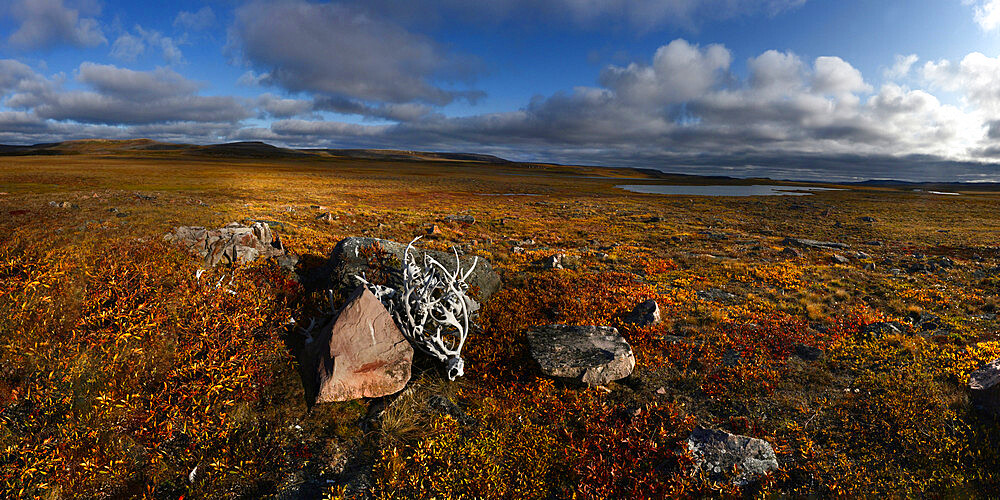 Reindeer antlers piled up in Canadian Tundra, Nunavut and Northwest Territories, Canada, North America