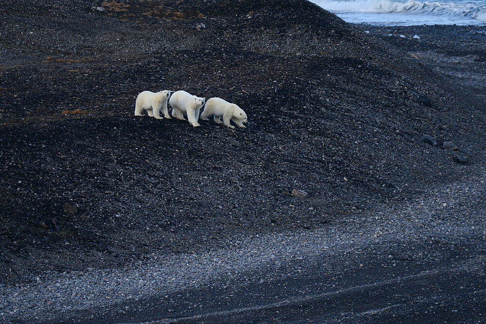 Polar bear mother and cubs walking over black glacier eroded soil, Nunavut and Northwest Territories, Canada, North America