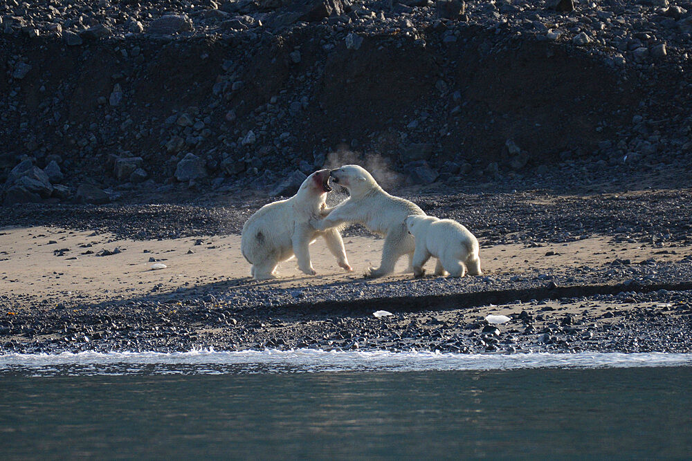 Male and female polar bears fighting. with cub observing, Nunavut and Northwest Territories, Canada, North America