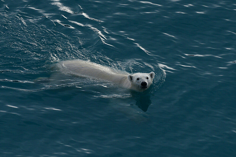 Polar bear swimming, Nunavut and Northwest Territories, Canada, North America