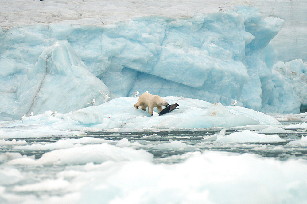 Polar bear on sea ice hunting a seal, Nunavut and Northwest Territories, Canada, North America