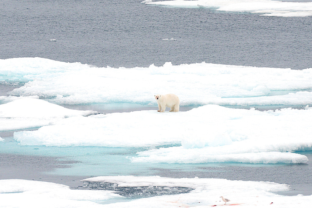 Polar bear with bloodied face on sea ice, Nunavut and Northwest Territories, Canada, North America