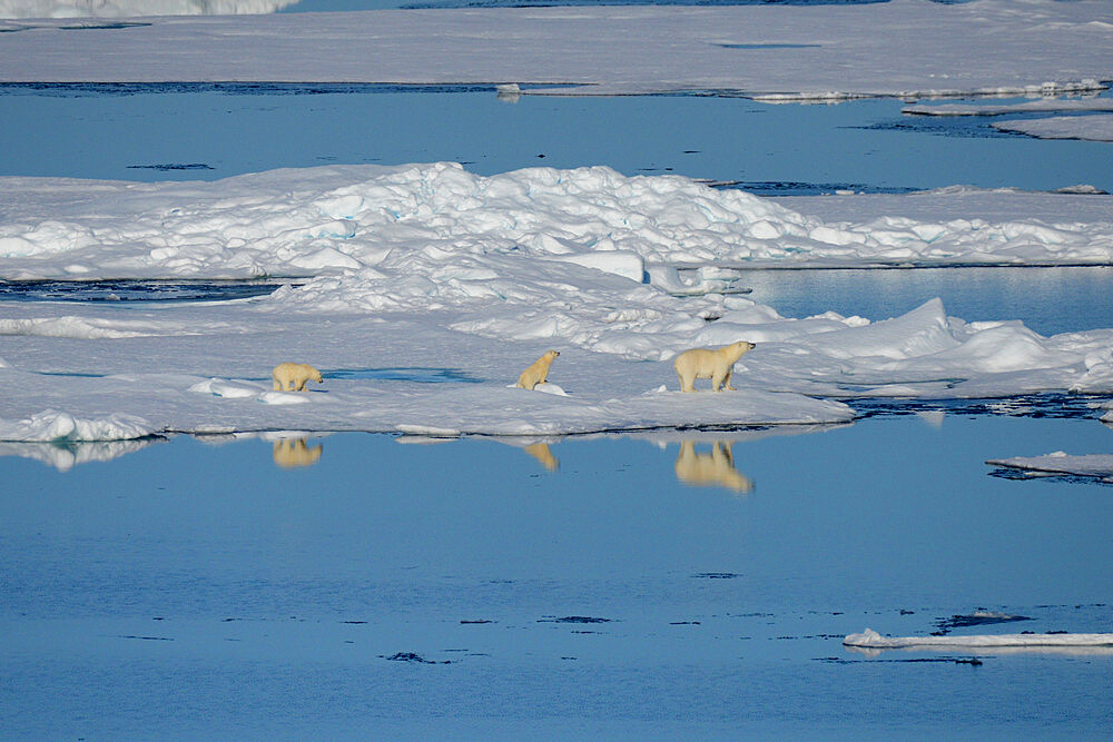 Female polar bear and first year cubs on sea ice, Nunavut and Northwest Territories, Canada, North America