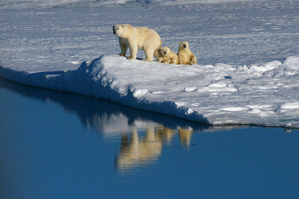 Female polar bear and first year cubs on sea ice, Nunavut and Northwest Territories, Canada, North America