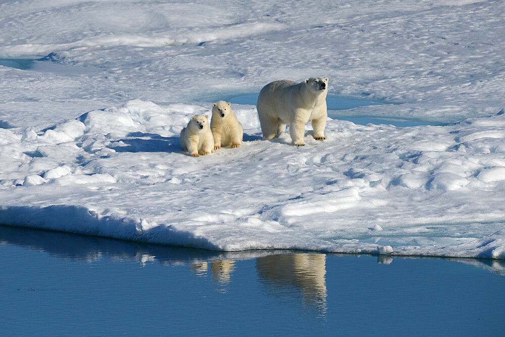 Female polar bear and first year cubs on sea ice, Nunavut and Northwest Territories, Canada, North America