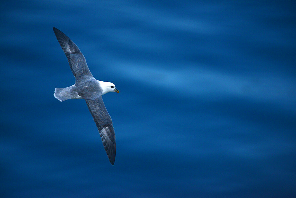 Fulmar flying over the ocean, Nunavut and Northwest Territories, Canada, North America