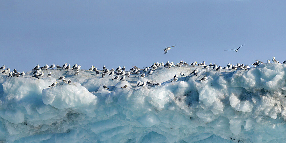 Kittiwakes on iceberg, Nunavut and Northwest Territories, Canada, North America