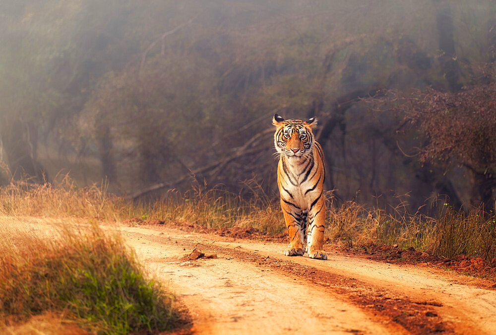 Royal Bengal Tiger at Ranthambore National Park, Rajasthan, India, Asia