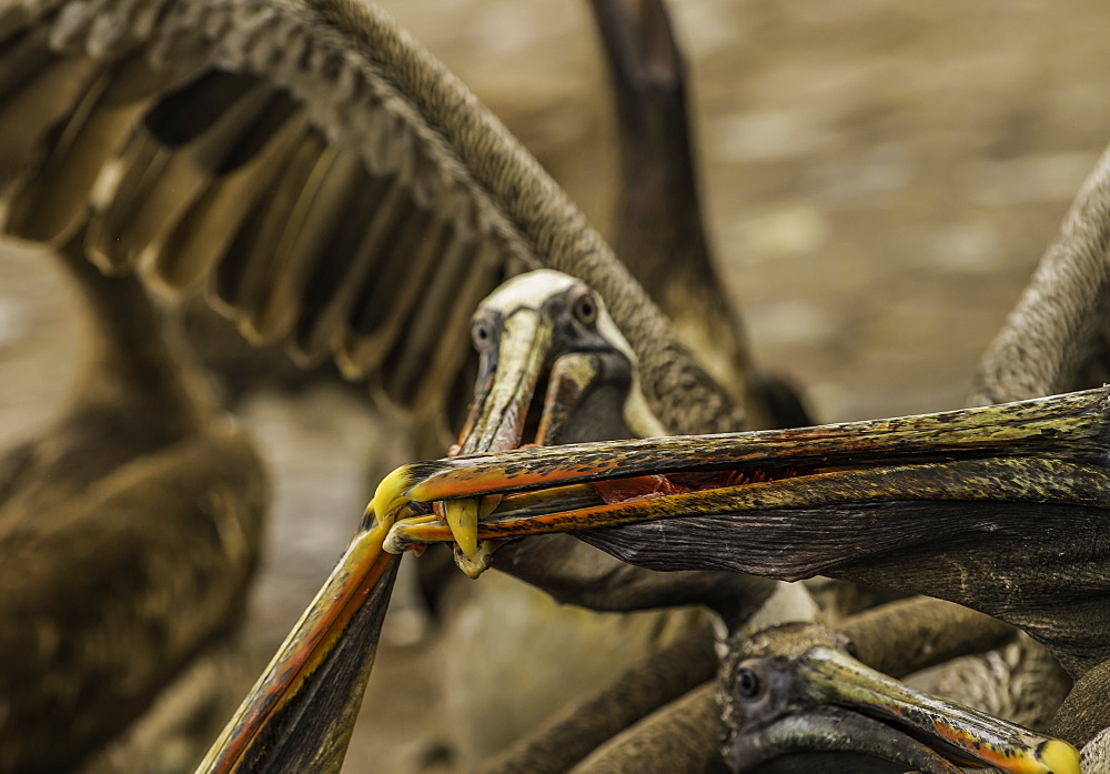 Pelicans battle for a fish on the island of Santa Cruz in the Galapagos, Ecuador, South America