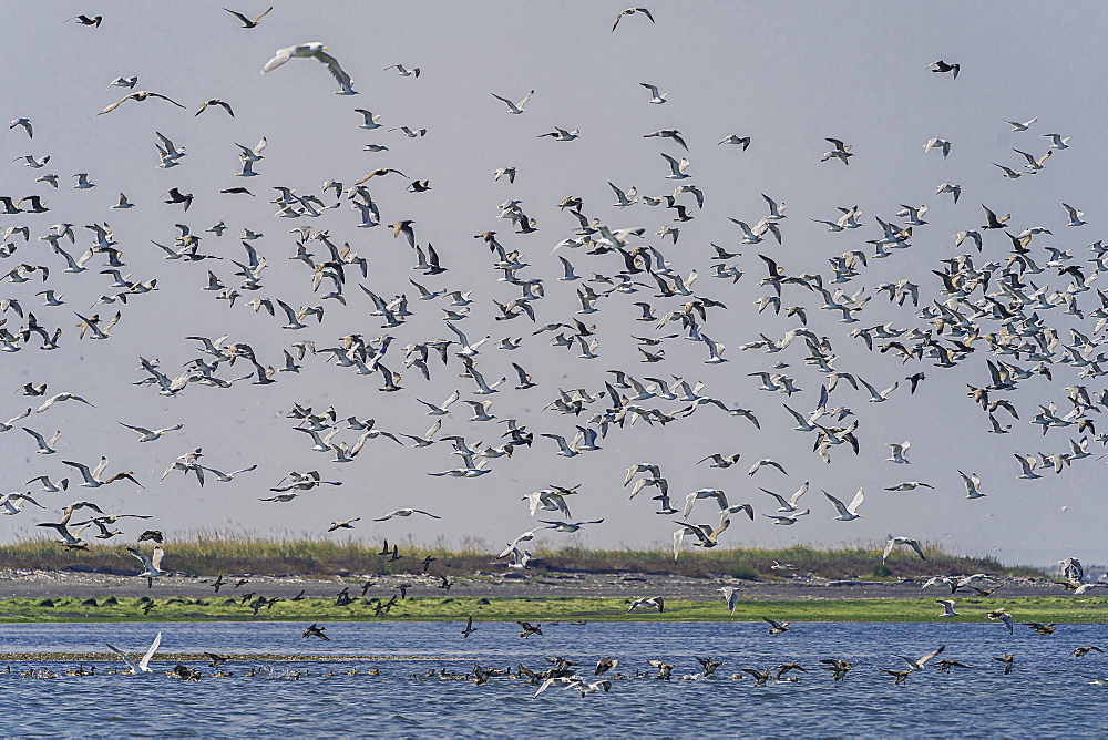 Large flock of seagulls at Olympic National Park, UNESCO World Heritage Site, Washington State, United States of America, North America