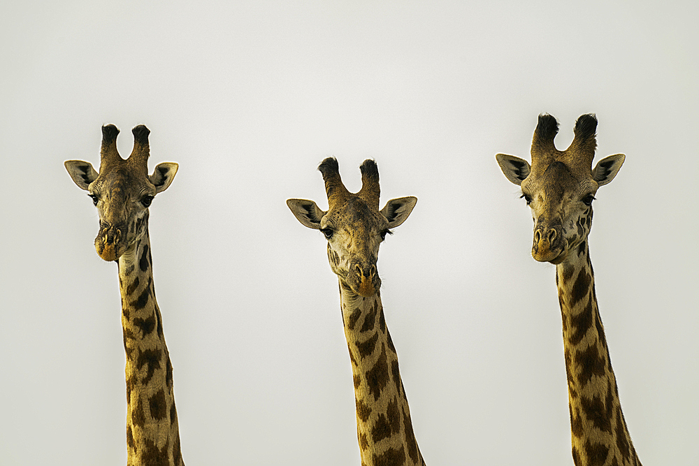 A group of Giraffes (Giraffa), Amboseli National Park, Kenya, East Africa, Africa