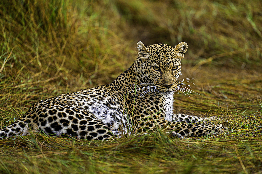 A Leopard (Panthera pardus) in the Maasai Mara National Reserve, Kenya, East Africa, Africa