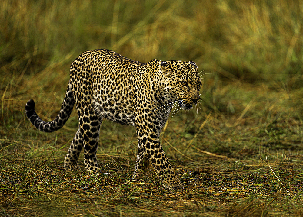 A Leopard (Panthera pardus) in the Maasai Mara National Reserve, Kenya, East Africa, Africa