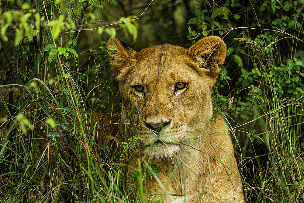 A Lion (Panthera leo) in the brush in the Maasai Mara National Reserve, Kenya, East Africa, Africa