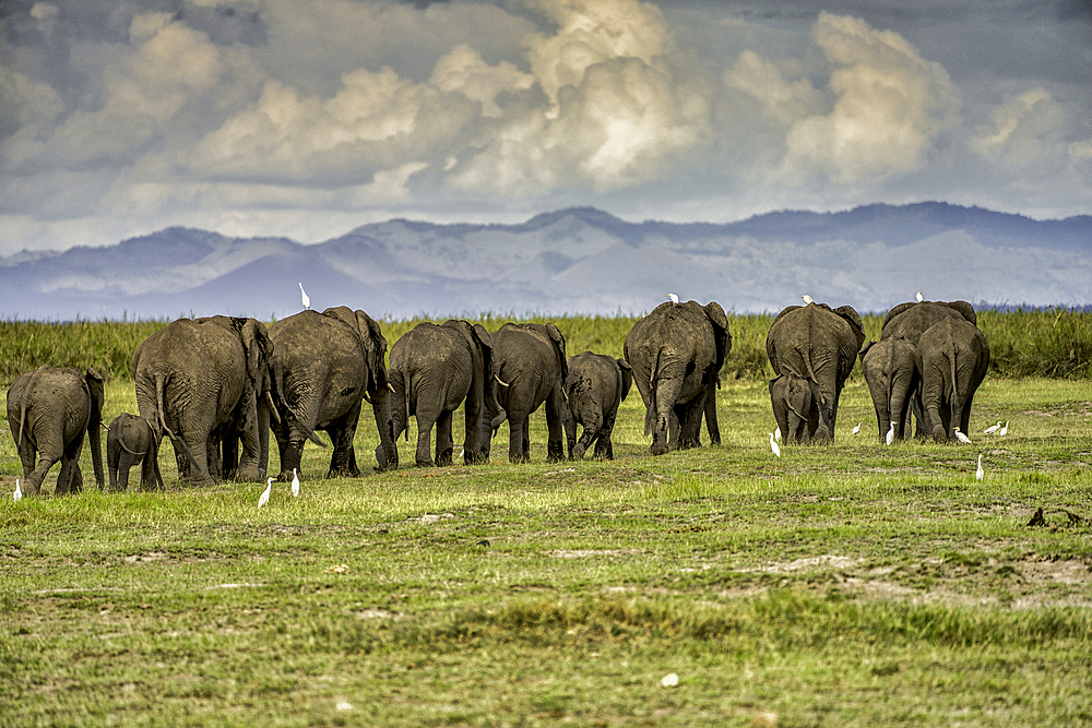 A heard of Elephants (Loxodonta africana), Amboseli National Park, Kenya, East Africa, Africa