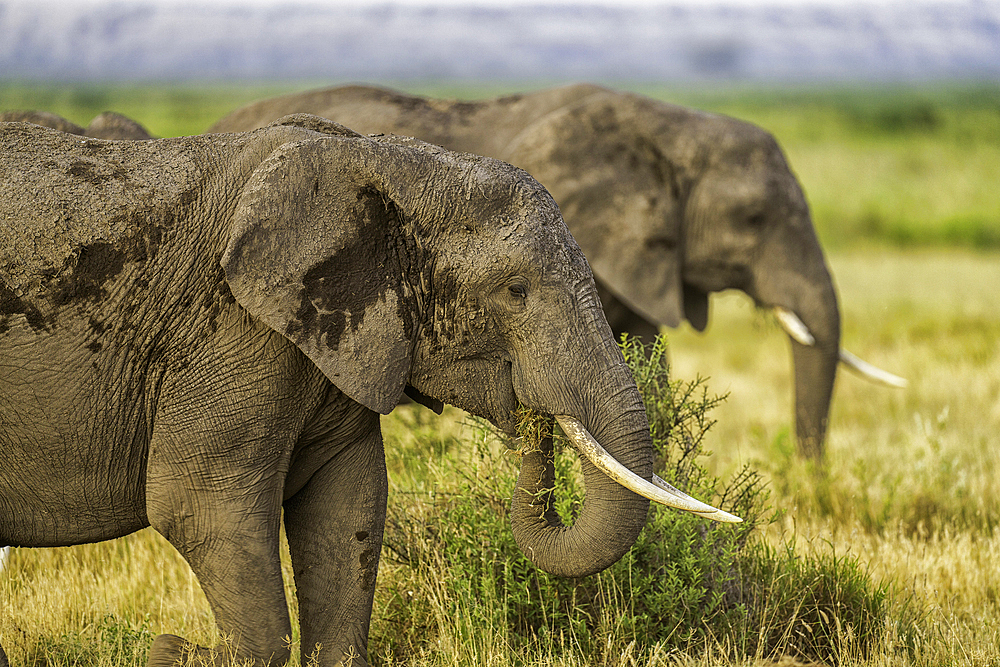 Elephants (Loxodonta africana) feeding, in Amboseli National Park, Kenya, East Africa, Africa