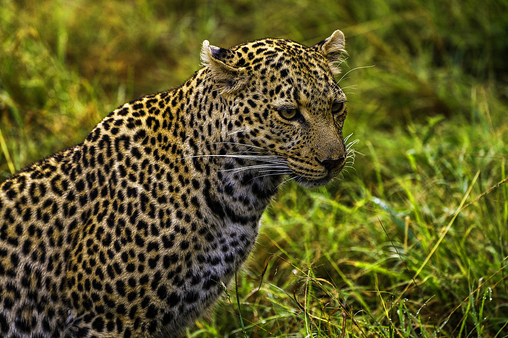 A Leopard (Panthera pardus) in the Maasai Mara National Reserve, Kenya, East Africa, Africa