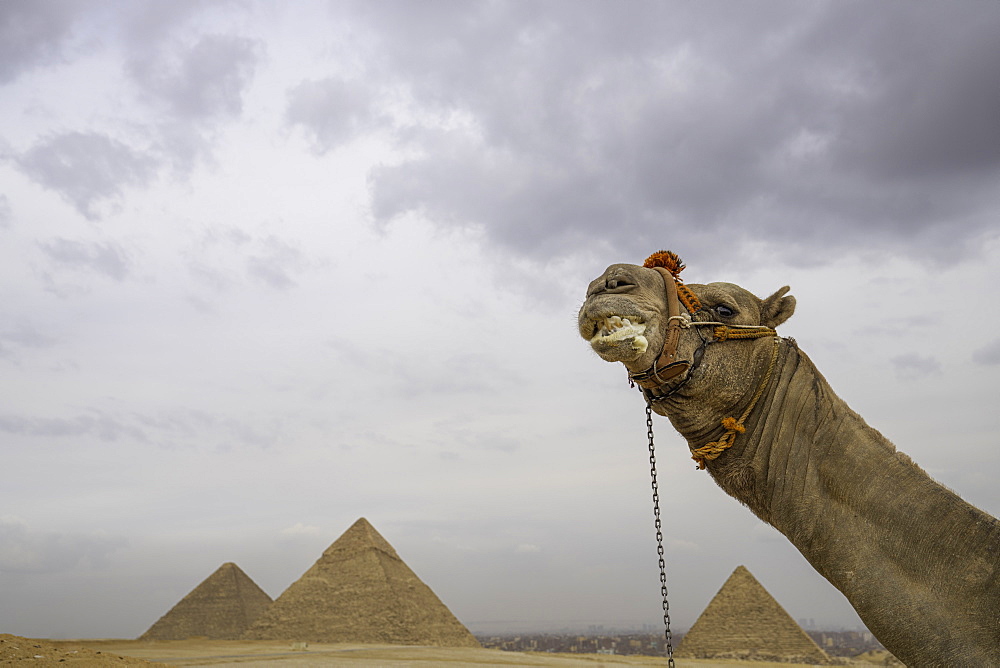 The Pyramids of Giza, UNESCO World Heritage Site, with camel, Cairo, Egypt, North Africa, Africa