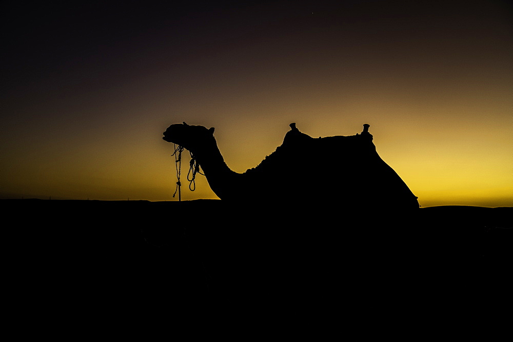 Silhouette of camel in the desert, Cairo, Egypt, North Africa, Africa