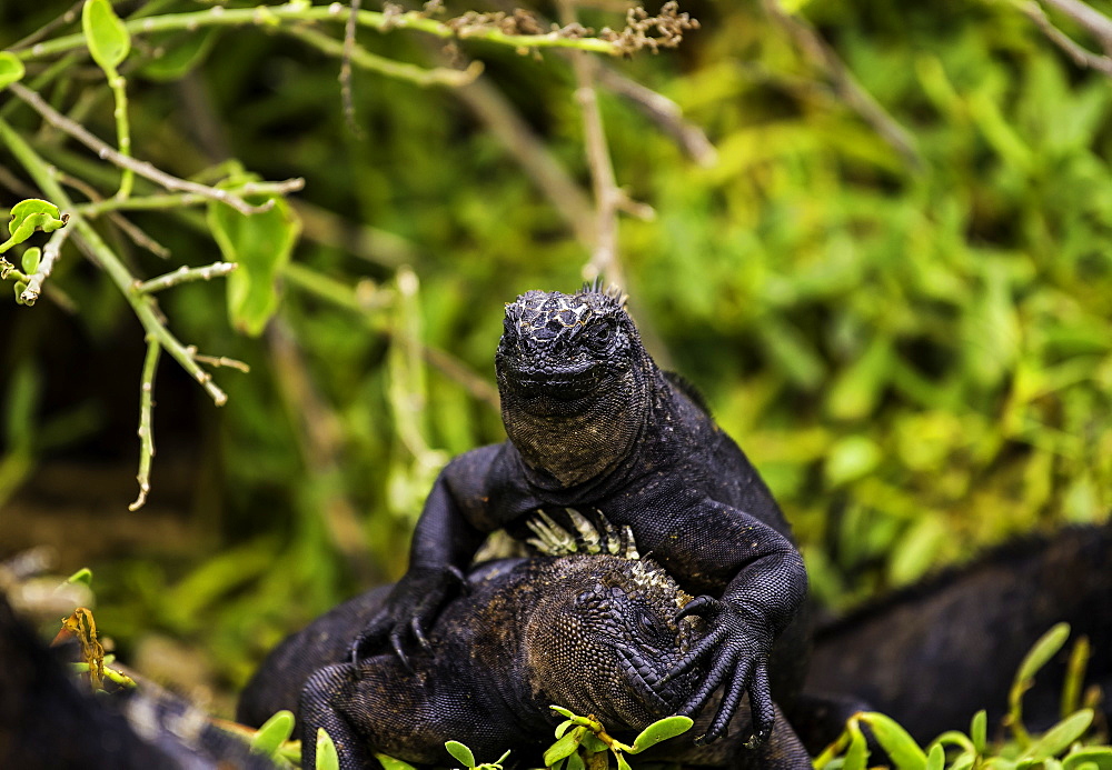 Sea Iguanas native to only the Galapagos step over each other to find the best place to lay in the sun, Galapagos, Ecuador, South America