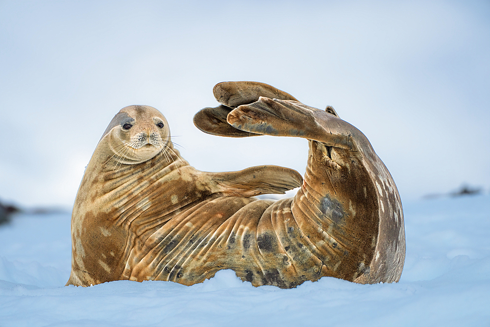 A Weddell seal (Leptonychotes weddellii), resting on snow in the Antarctic peninsula, Antarctica, Polar Regions