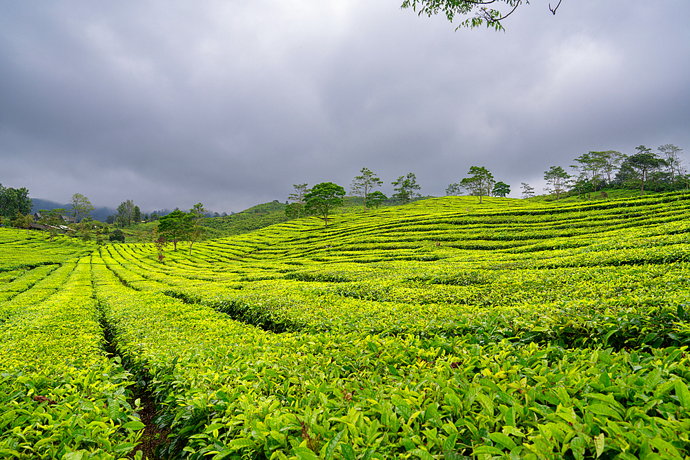 Views of the Sukadana tea plantation, West Java, Indonesia, Southeast Asia, Asia