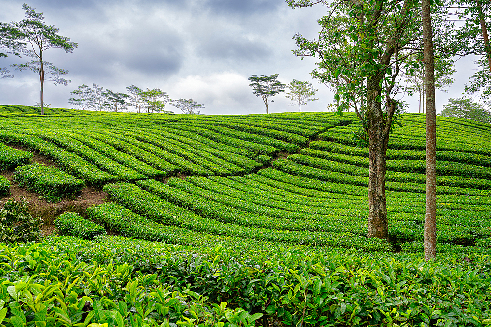 Views of the Sukadana tea plantation, West Java, Indonesia, Southeast Asia, Asia