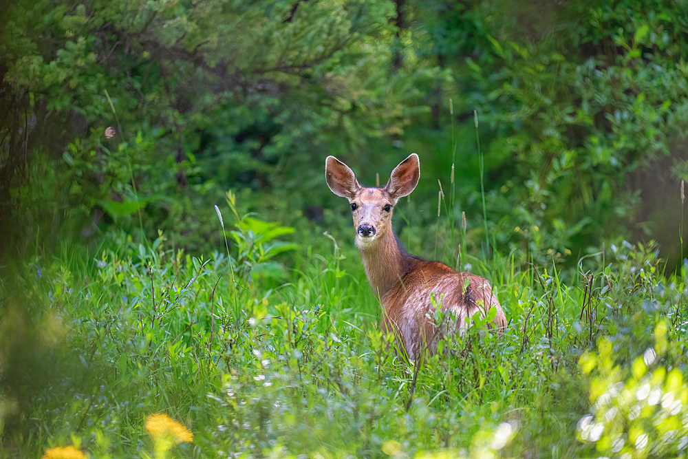 A deer (Cervidae) in a meadow in Breckenridge, Colorado, United States of America, North America