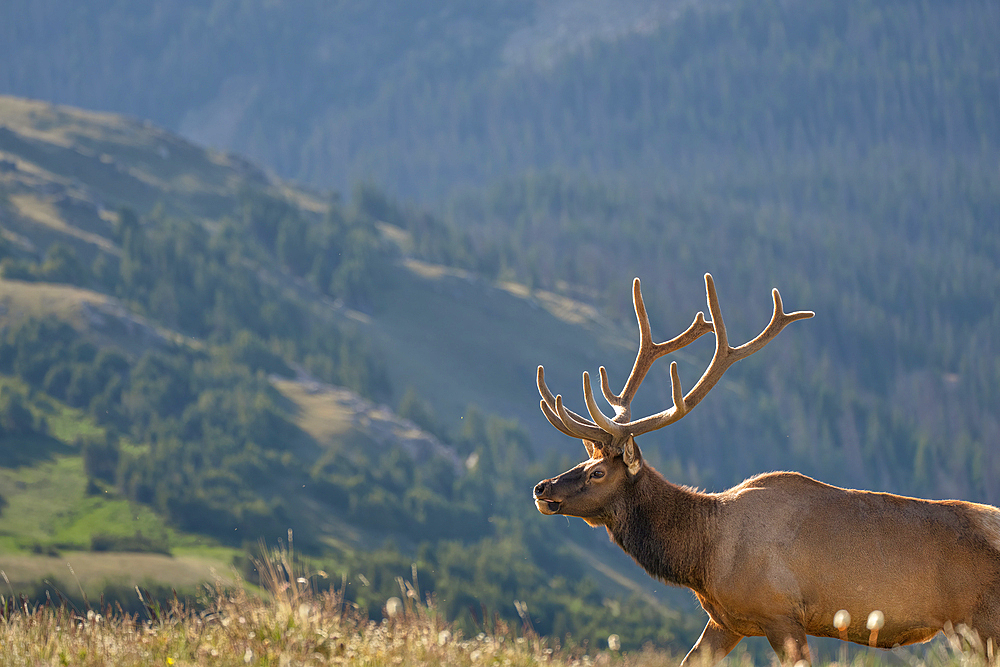 Elk (Cervus canadensis) in Rocky Mountain National Park, Colorado, United States of America, North America