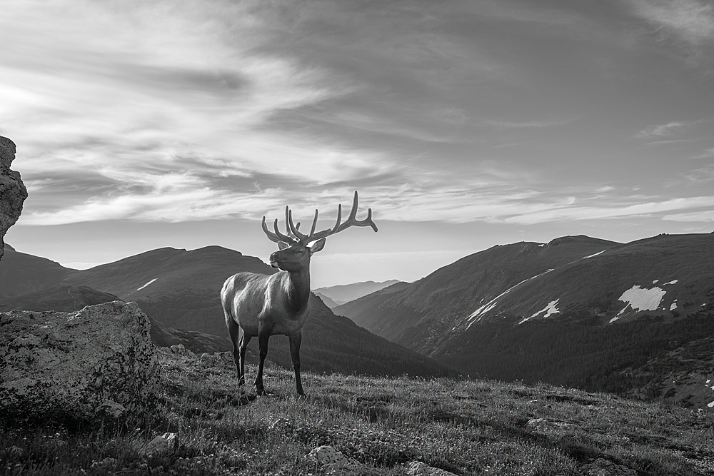 Elk (Cervus canadensis) in Rocky Mountain National Park, Colorado, United States of America, North America