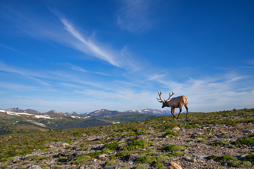 Elk (Cervus canadensis) in Rocky Mountain National Park, Colorado, United States of America, North America