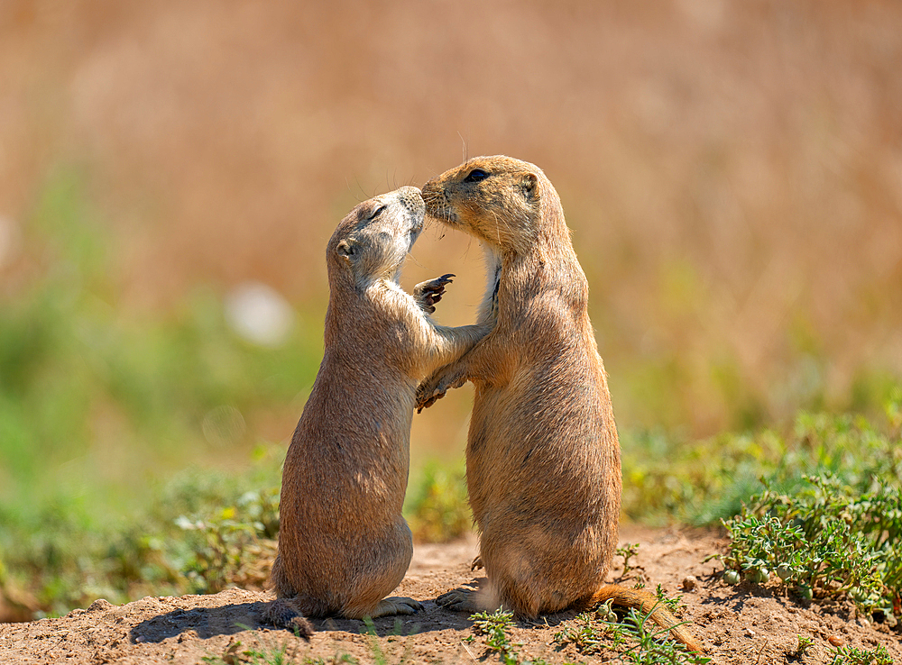 Prairie dogs (Cynomys) embracing each other in Colorado, United States of America, North America