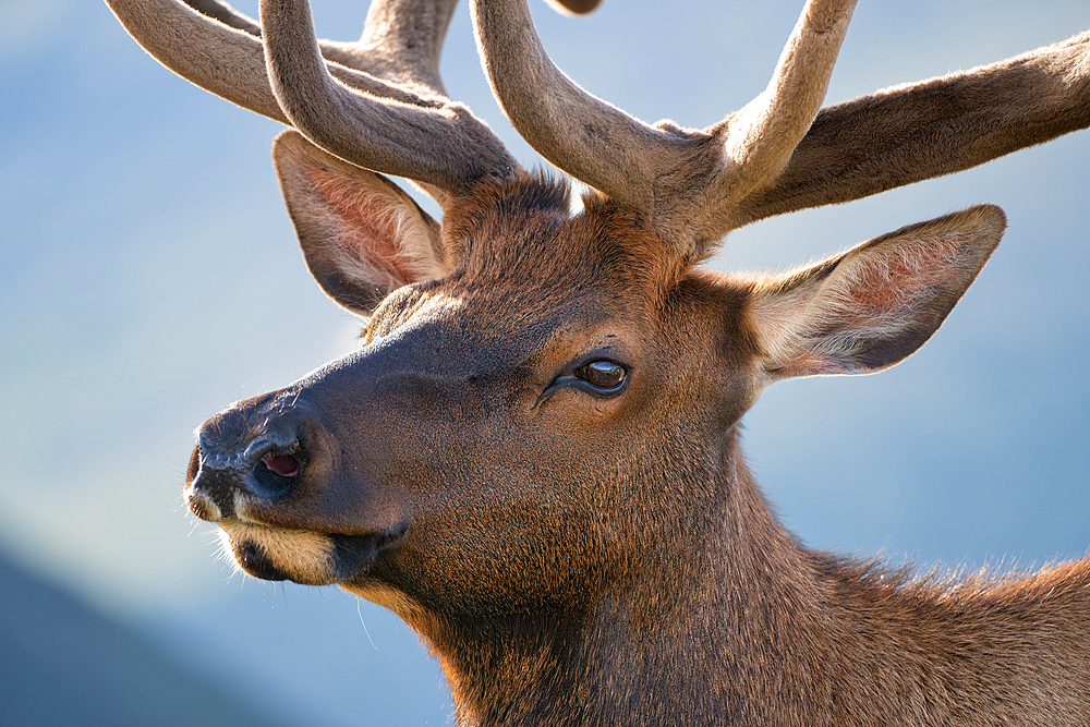 Elk (Cervus canadensis) in Rocky Mountain National Park, Colorado, United States of America, North America