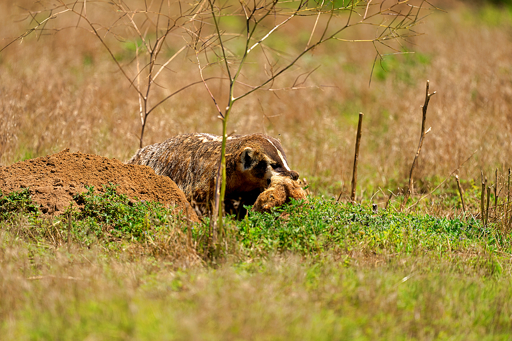 A Badger (Taxidea taxus) consuming a Prairie dog, Colorado, United States of America, North America