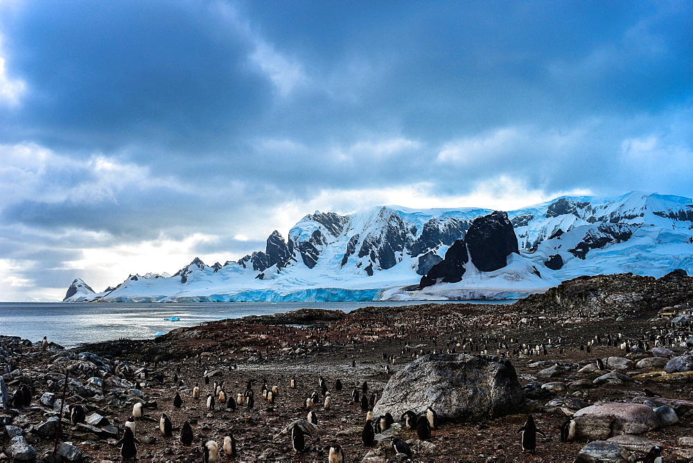 Penguin colony with snow covered mountain in background, Antarctica, Polar Regions